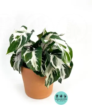Calathea Stella | Live Plant in Growers Pot, Live Indoor, Easy to Grow, Easy to Care, and Low Maintenance Houseplant (4" Pot)