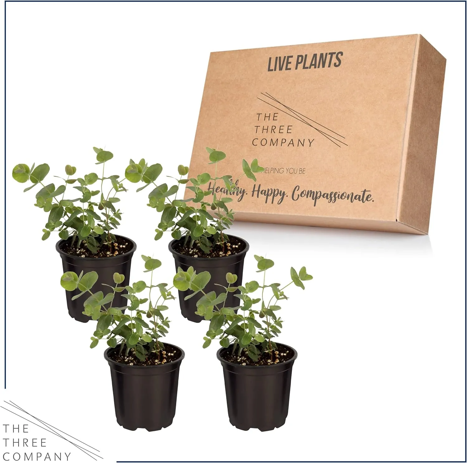 Live Aromatic and Edible Herb - Eucalyptus (4 Per Pack) - Assorted Varieties, Natural Air Purifier, 10" Tall by 3" Wide