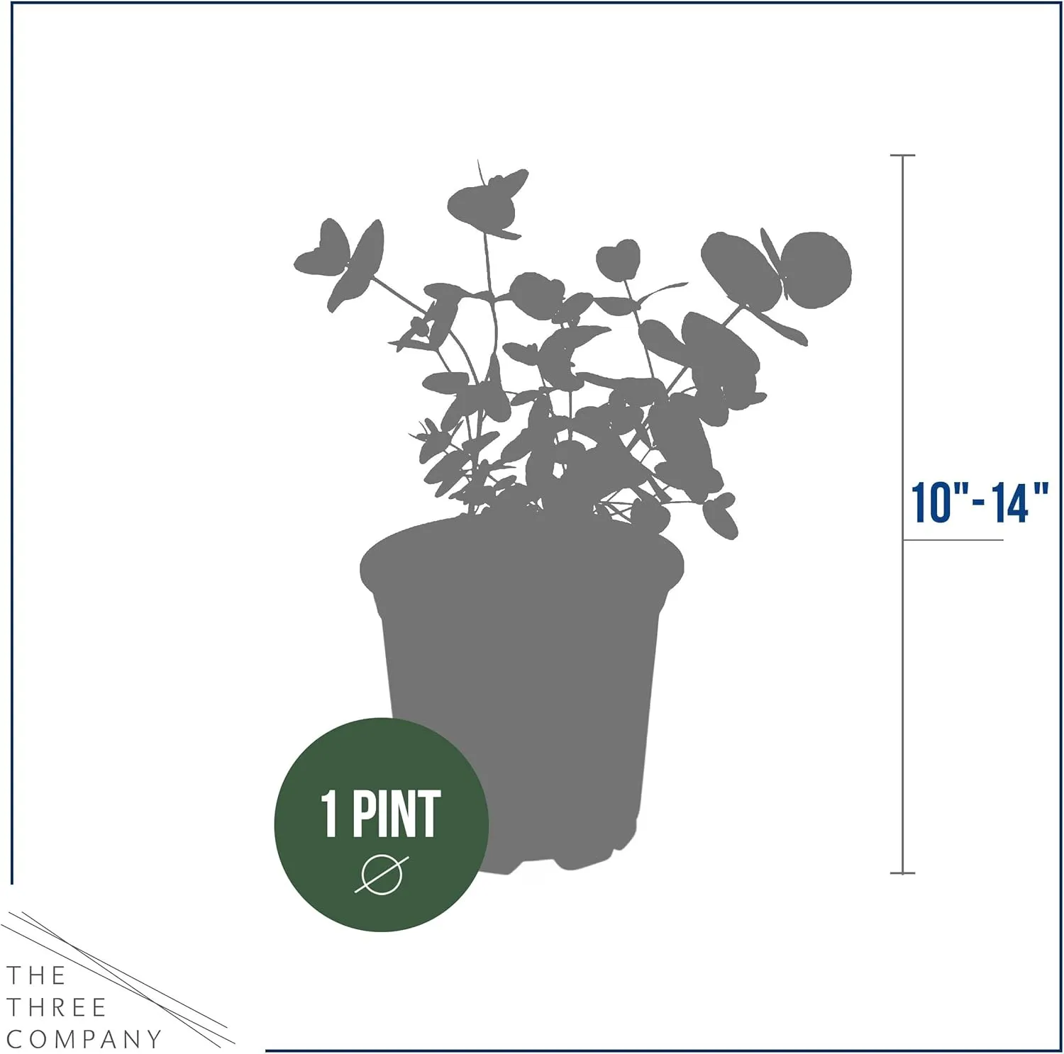 Live Aromatic and Edible Herb - Eucalyptus (4 Per Pack) - Assorted Varieties, Natural Air Purifier, 10" Tall by 3" Wide