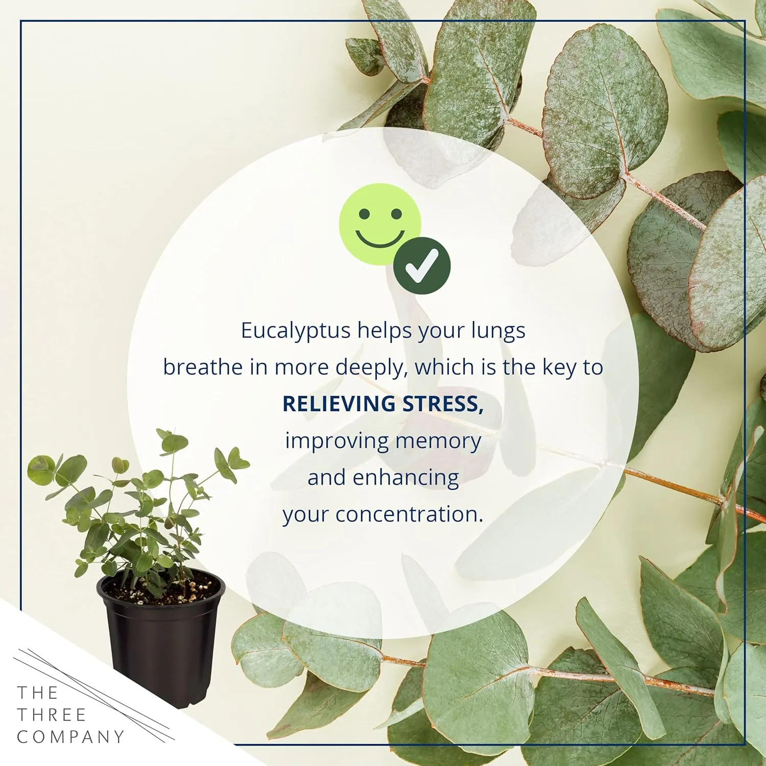 Live Aromatic and Edible Herb - Eucalyptus (4 Per Pack) - Assorted Varieties, Natural Air Purifier, 10" Tall by 3" Wide