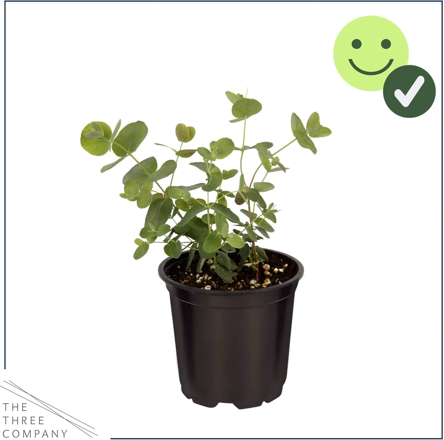 Live Aromatic and Edible Herb - Eucalyptus (4 Per Pack) - Assorted Varieties, Natural Air Purifier, 10" Tall by 3" Wide