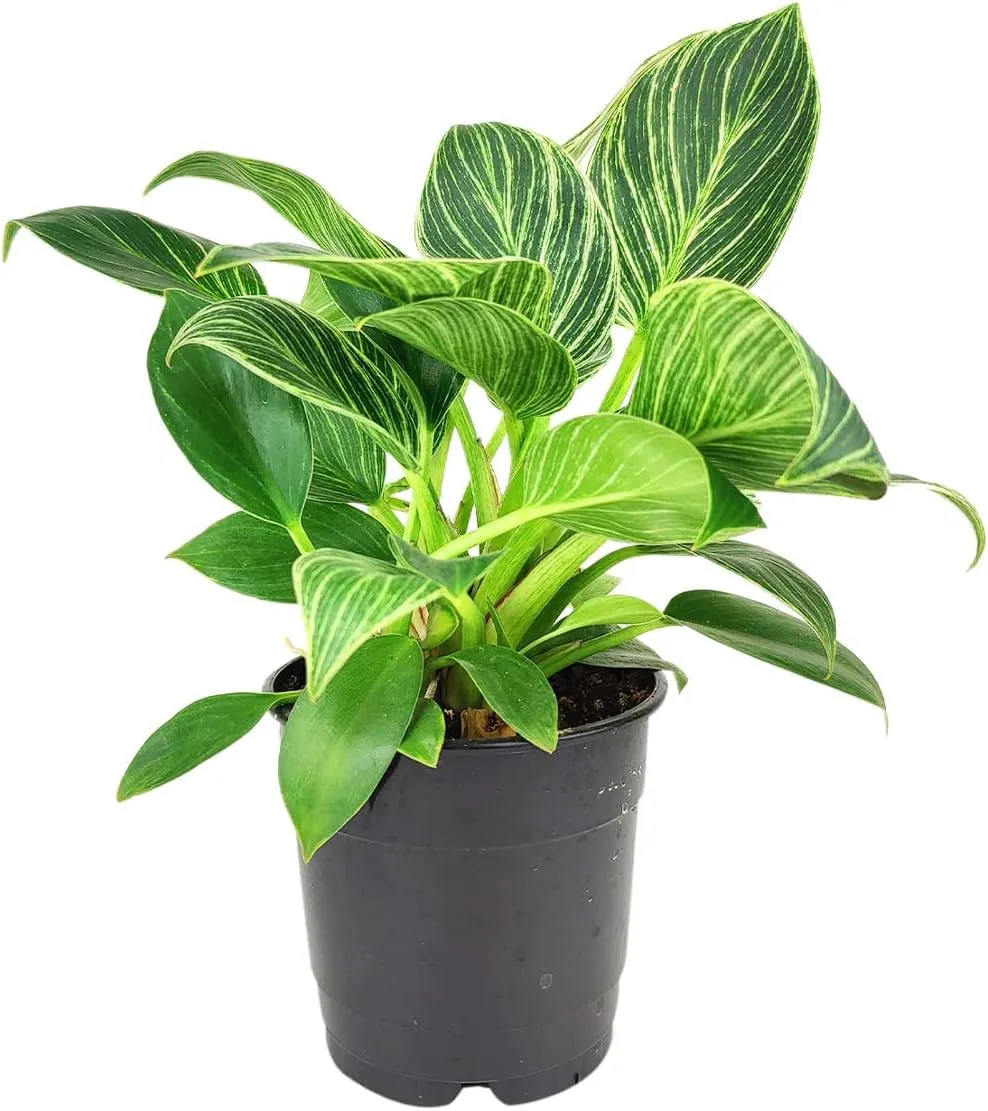 Philodendron Birkin (4" Grower Pot) - Rare Variegated Houseplant - Easy to Grow, Easy to Care Low Light Houseplants - Colorful Foliage Air-Purifying Plant