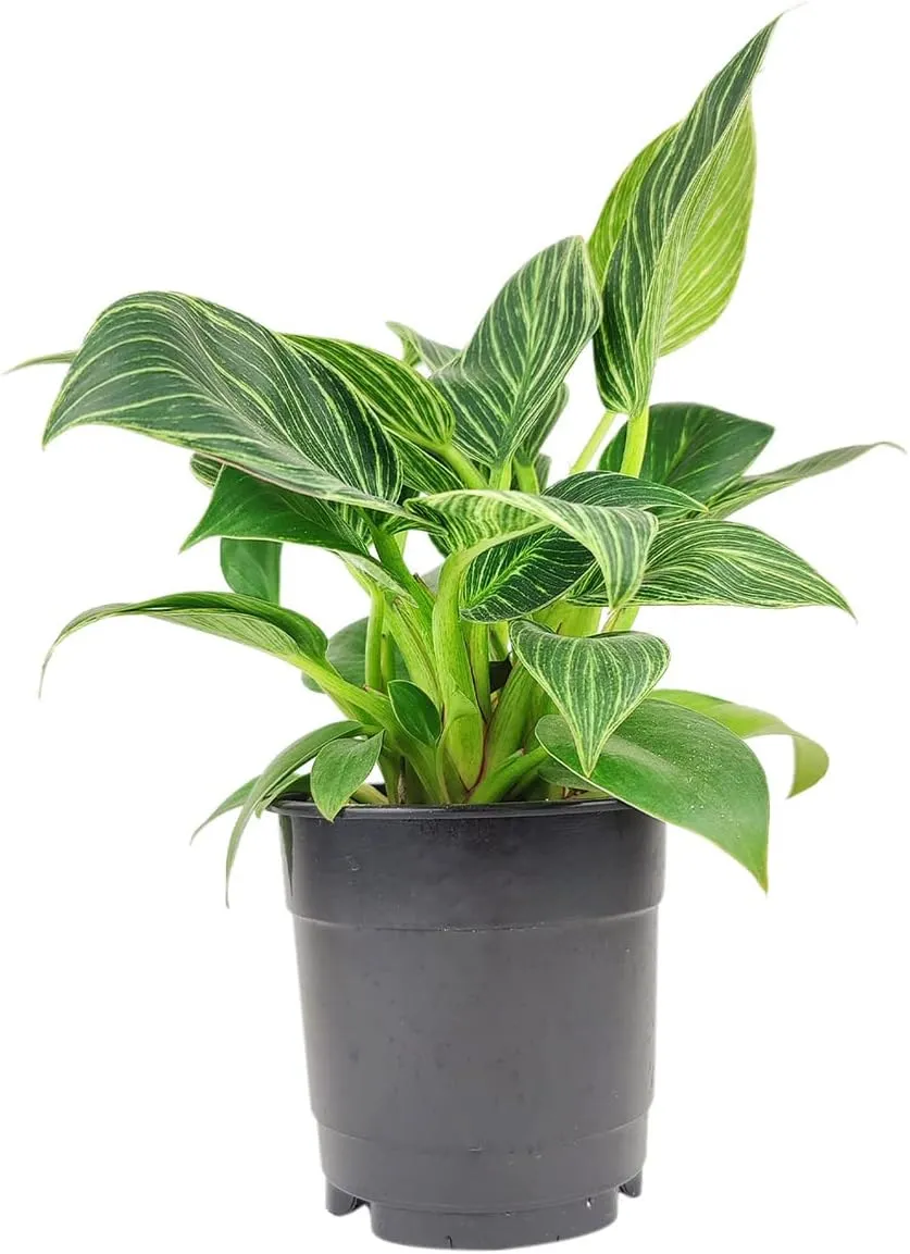 Philodendron Birkin (4" Grower Pot) - Rare Variegated Houseplant - Easy to Grow, Easy to Care Low Light Houseplants - Colorful Foliage Air-Purifying Plant