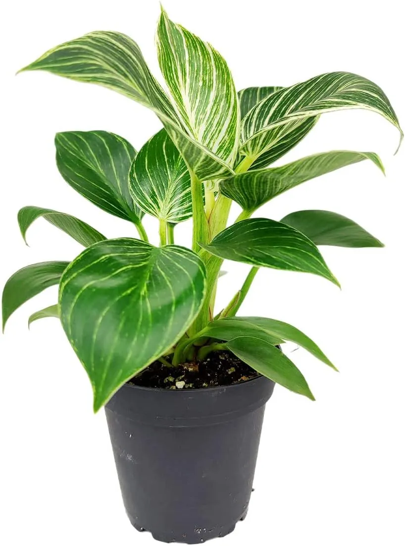 Philodendron Birkin (4" Grower Pot) - Rare Variegated Houseplant - Easy to Grow, Easy to Care Low Light Houseplants - Colorful Foliage Air-Purifying Plant
