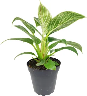 Philodendron Birkin (4" Grower Pot) - Rare Variegated Houseplant - Easy to Grow, Easy to Care Low Light Houseplants - Colorful Foliage Air-Purifying Plant