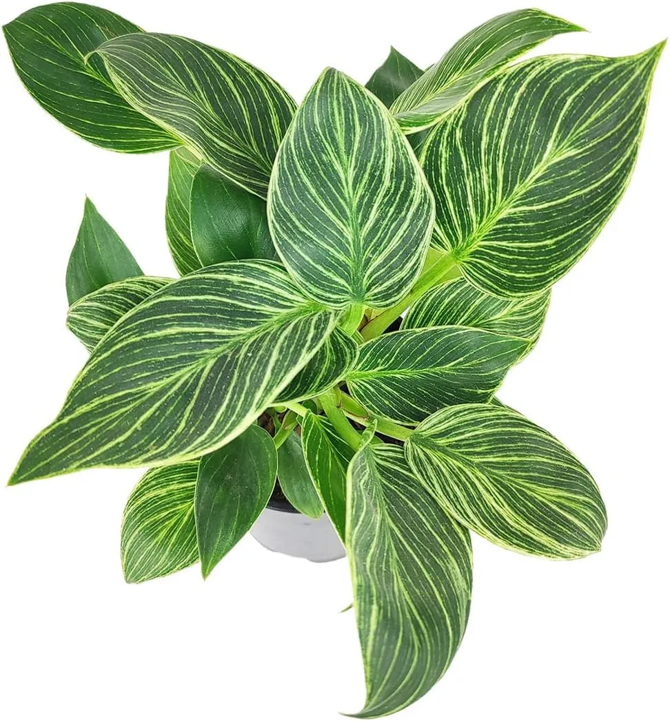 Philodendron Birkin (4" Grower Pot) - Rare Variegated Houseplant - Easy to Grow, Easy to Care Low Light Houseplants - Colorful Foliage Air-Purifying Plant